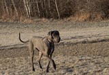 galloway_offleash_8.jpg