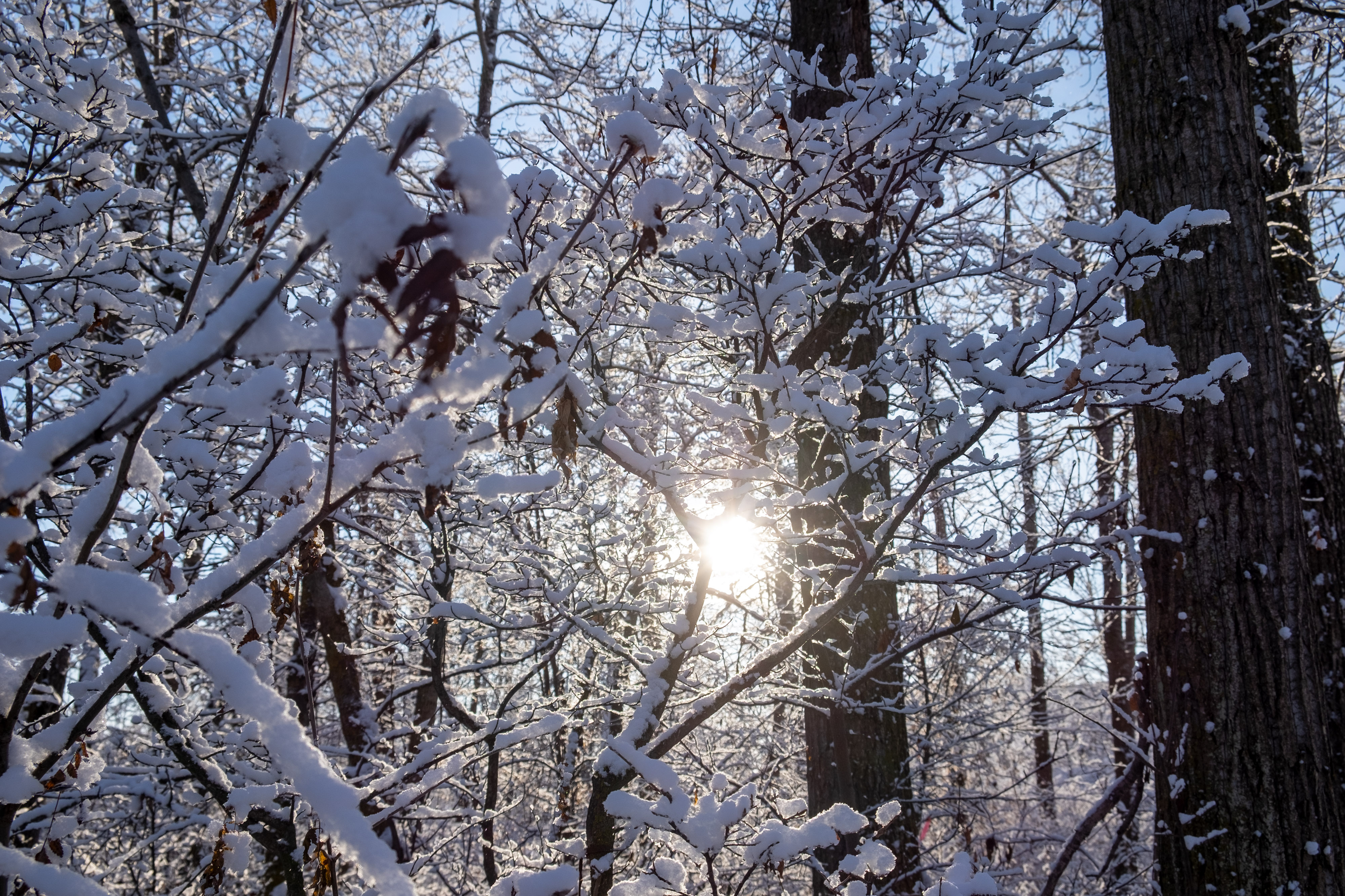 Heritage Grove Trail Winter