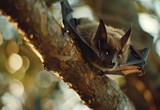 Hoary bat