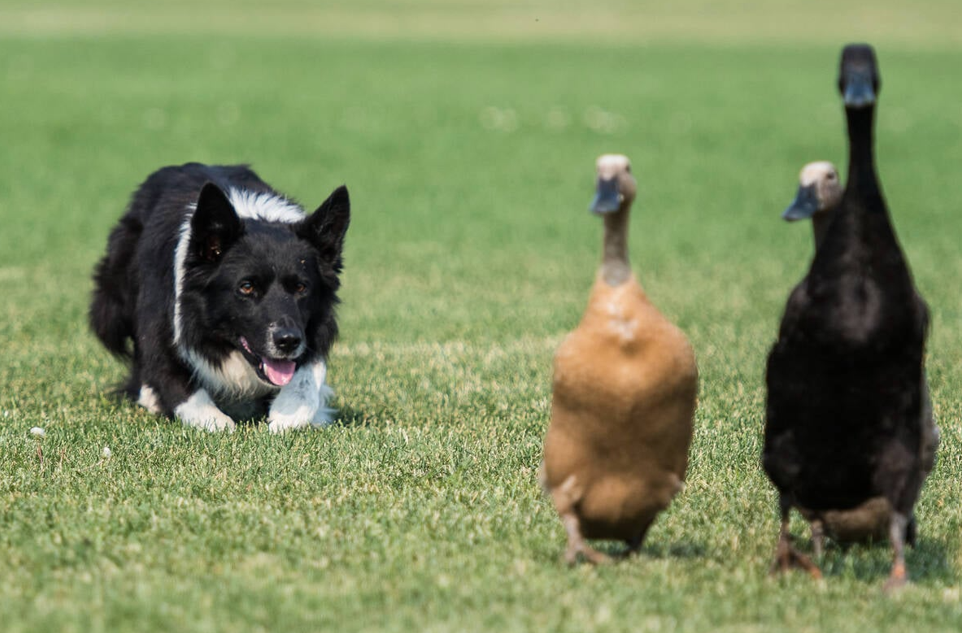 Duck Herding